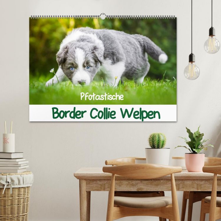 Produktbild: Pfotastische Border Collie Welpen (Wandkalender 2026 DIN A2 quer), CALVENDO Monatskalender