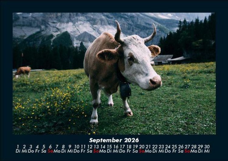 Produktbild: Kuhkalender 2026 Fotokalender DIN A5