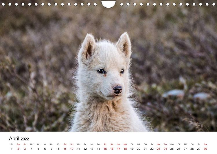 Produktbild: Gr&ouml;nlands Westen (Wandkalender 2022 DIN A4 quer)