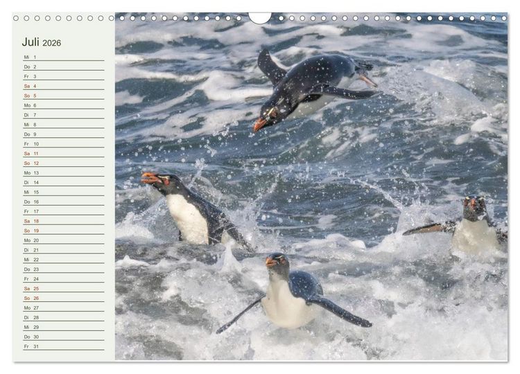 Produktbild: Unter Pinguinen (Wandkalender 2026 DIN A3 quer), CALVENDO Monatskalender