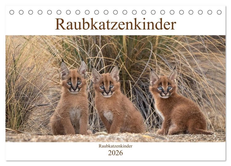 Produktbild: Raubkatzenkinder (Tischkalender 2026 DIN A5 quer), CALVENDO Monatskalender
