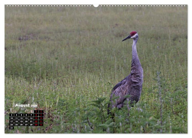 Produktbild: Floridas wunderbare Vogelwelt (hochwertiger Premium Wandkalender 2026 DIN A2 quer), Kunstdruck in Hochglanz