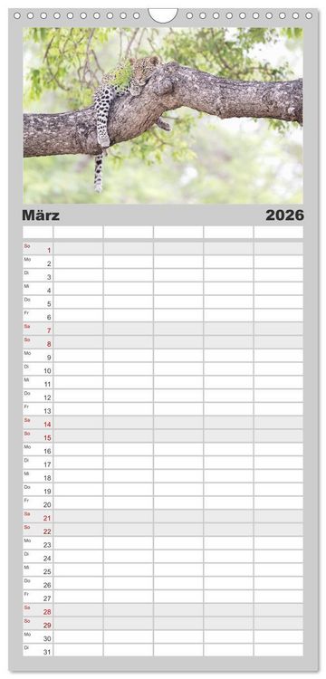 Produktbild: Familienplaner 2026 - Raubkatzenkinder mit 5 Spalten (Wandkalender, 21 x 45 cm) CALVENDO