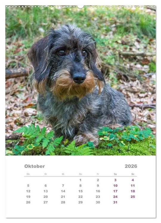 Produktbild: Dackel(augen)blicke (Wandkalender 2026 DIN A2 hoch), CALVENDO Monatskalender
