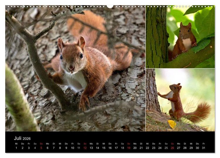 Produktbild: Wilde Eichh&ouml;rnchenwelt! (hochwertiger Premium Wandkalender 2026 DIN A2 quer), Kunstdruck in Hochglanz