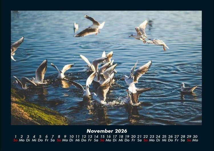 Produktbild: M&ouml;wen 2026 Fotokalender DIN A4