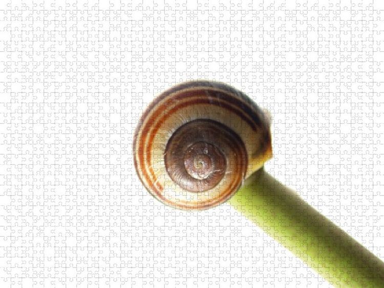 Produktbild: CALVENDO Puzzle M&uuml;de Schnecke am schlafen 2000 Teile Lege-Gr&ouml;&szlig;e 90 x 67 cm Foto-Puzzle Bild von Tanja Riedel