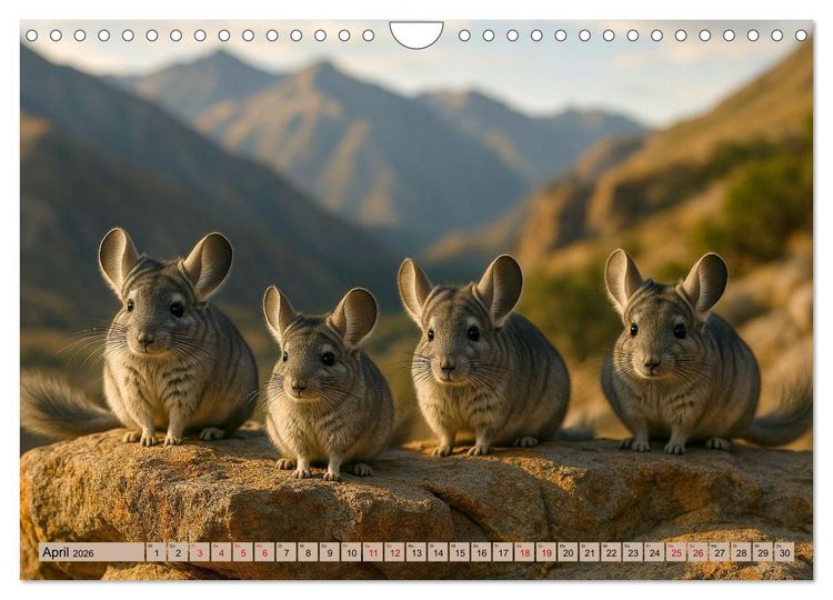 Produktbild: Chinchillas - Meister der Niedlichkeit (Wandkalender 2026 DIN A4 quer), CALVENDO Monatskalender
