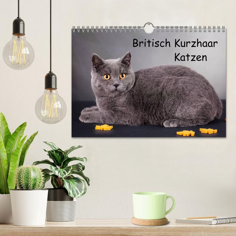 Produktbild: Britisch Kurzhaar Katzen (Wandkalender 2026 DIN A4 quer), CALVENDO Monatskalender