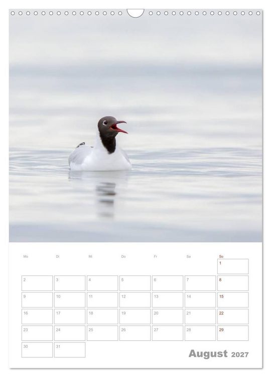 Produktbild: M&ouml;wen - die V&ouml;gel der K&uuml;ste (Wandkalender 2027 DIN A3 hoch), CALVENDO Monatskalender