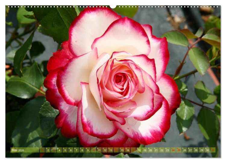 Produktbild: Verlockende Rosenpracht (Wandkalender 2026 DIN A2 quer), CALVENDO Monatskalender
