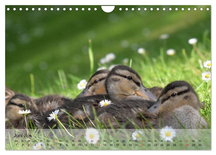 Produktbild: G&auml;nse und Enten. Schnattern, watscheln, quaken! (Wandkalender 2026 DIN A4 quer), CALVENDO Monatskalender