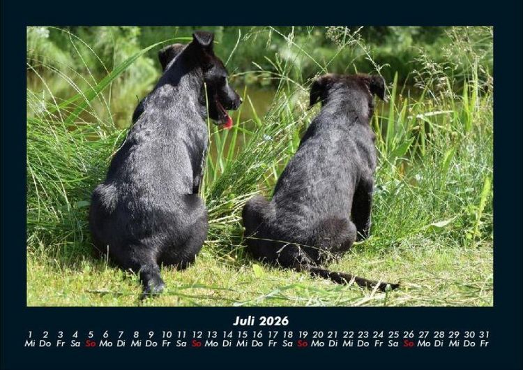 Produktbild: Der Hundekalender 2026 Fotokalender DIN A4