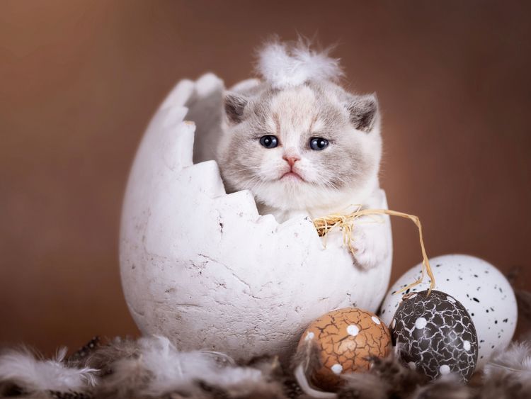 Produktbild: CALVENDO Puzzle Wie aus dem Ei gepellt _ Kitten sitzt im Osterei 1000 Teile Lege-Gr&ouml;&szlig;e 64 x 48 cm Foto-Puzzle Bild von Janina B&uuml;rger