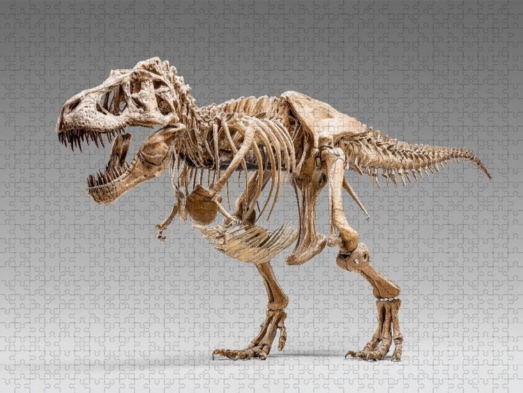 Produktbild: CALVENDO Puzzle Dinosaurier Tyrannosaurus Rex - K&ouml;nig der J&auml;ger | 1000 Teile Lege-Gr&ouml;&szlig;e 64x48cm Foto-Puzzle f&uuml;r gl&uuml;ckliche Stunden