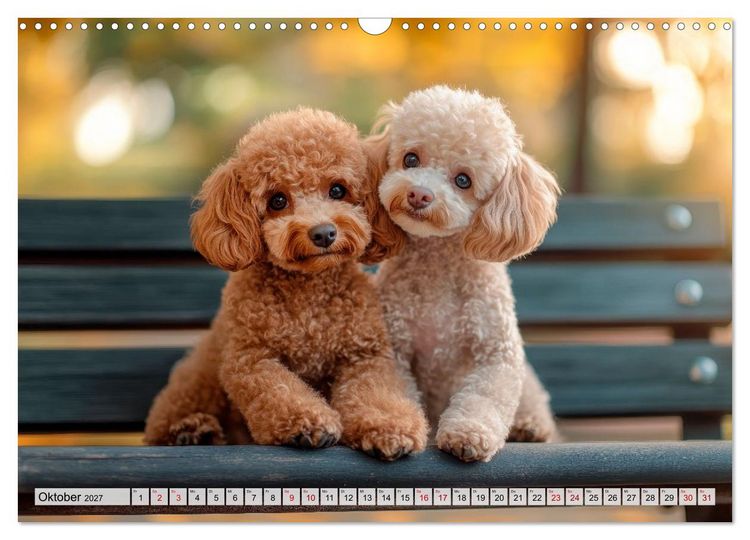 Produktbild: Lieblingshund Pudel (Wandkalender 2027 DIN A3 quer), CALVENDO Monatskalender