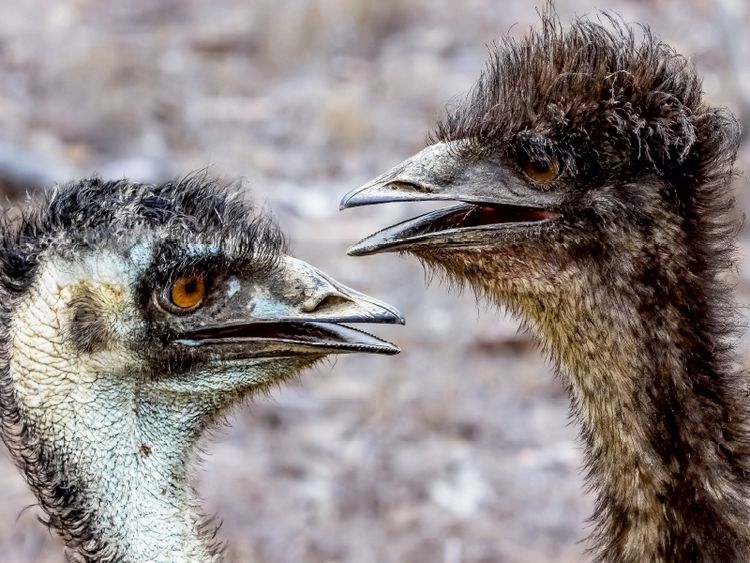 Produktbild: CALVENDO Puzzle Emus in den Mareeba Wetlands 1000 Teile Puzzle quer | 1000 Teile Lege-Gr&ouml;&szlig;e 64 &times; 48 cm Foto-Puzzle f&uuml;r gl&uuml;ckliche Stunden