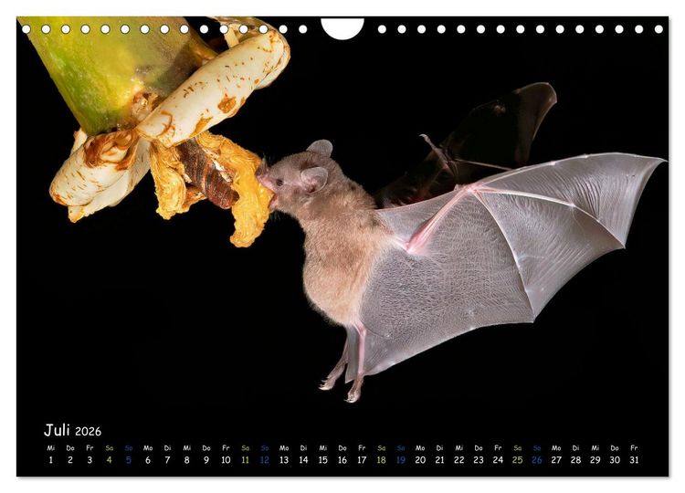 Produktbild: Flederm&auml;use - kleine Vampire (Wandkalender 2026 DIN A4 quer), CALVENDO Monatskalender