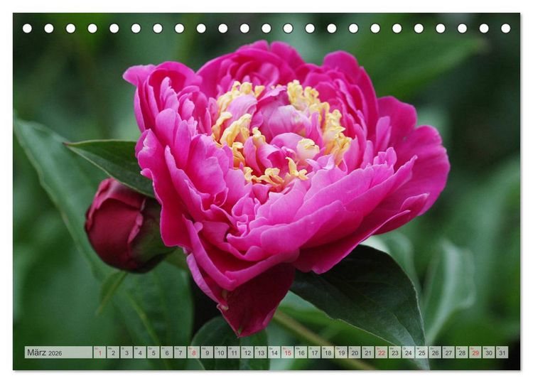 Produktbild: PFINGSTROSEN Rosen ohne Dornen (Tischkalender 2026 DIN A5 quer), CALVENDO Monatskalender