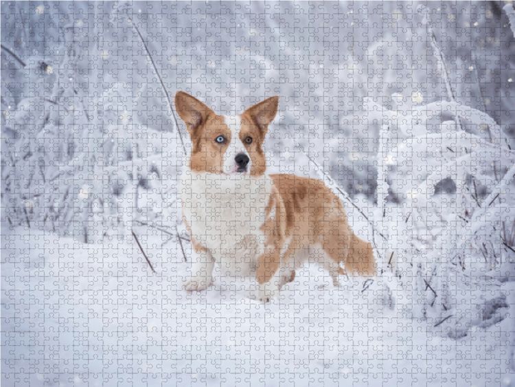 Produktbild: CALVENDO Puzzle Welsh Corgi im Schnee 1000 Teile Lege-Gr&ouml;&szlig;e 64 x 48 cm Foto-Puzzle Bild von Maria Ahrens