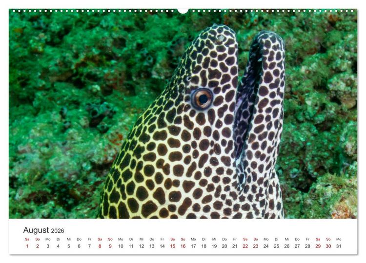 Produktbild: Faszination blaue Welt (hochwertiger Premium Wandkalender 2026 DIN A2 quer), Kunstdruck in Hochglanz