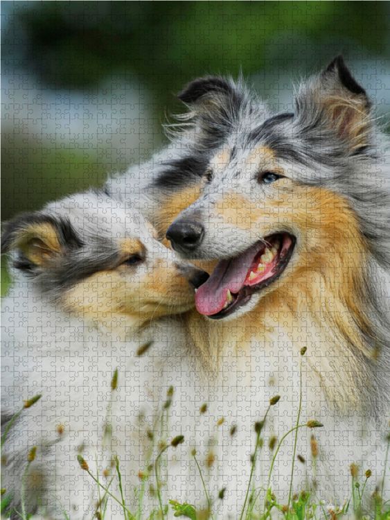 Produktbild: CALVENDO Puzzle Collie Mutter mit ihrer Tochter 1000 Teile Lege-Gr&ouml;&szlig;e 48 x 64 cm Foto-Puzzle Bild von Sigrid Starick