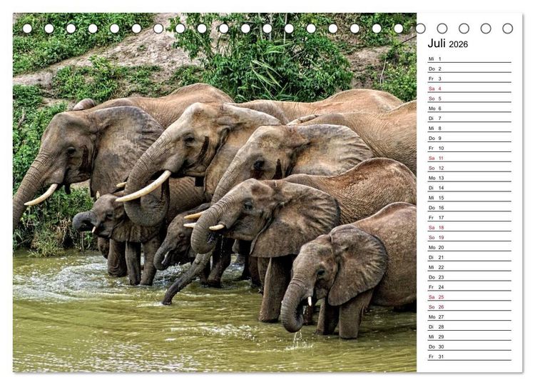 Produktbild: Elefanten . Wildlife in Kenia (Tischkalender 2026 DIN A5 quer), CALVENDO Monatskalender
