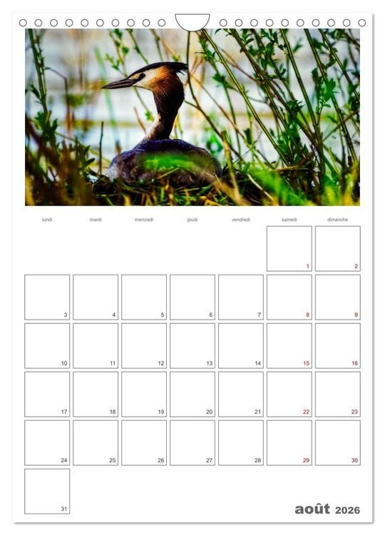 Produktbild: Notre nature sauvage, oiseaux aquatiques d'Europe (Calendrier mural 2026 DIN A4 horizontal), CALVENDO calendrier mensuel