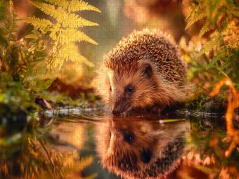 Produktbild: CALVENDO Puzzle Ein Schluck Sommer, der Igel stillt seinen Durst | 1000 Teile Lege-Gr&ouml;&szlig;e 64x48cm Foto-Puzzle f&uuml;r gl&uuml;ckliche Stunden