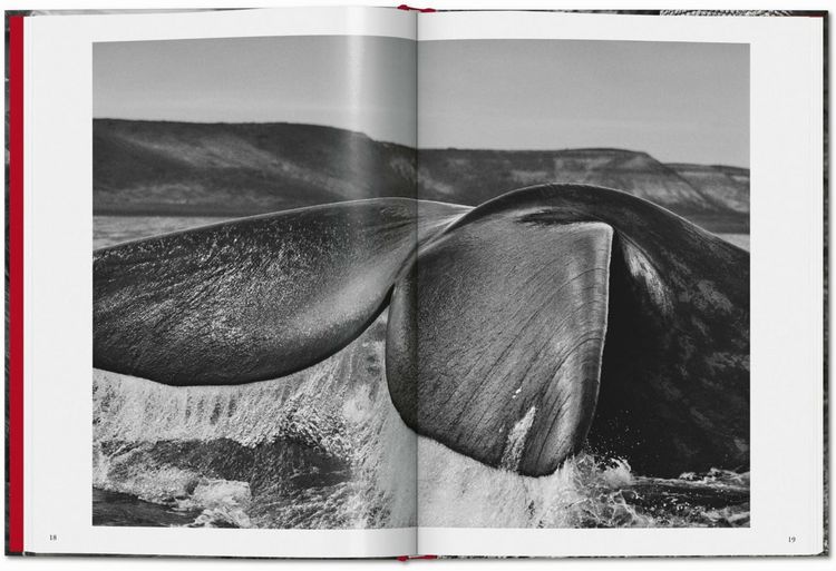 Produktbild: Sebasti&atilde;o Salgado