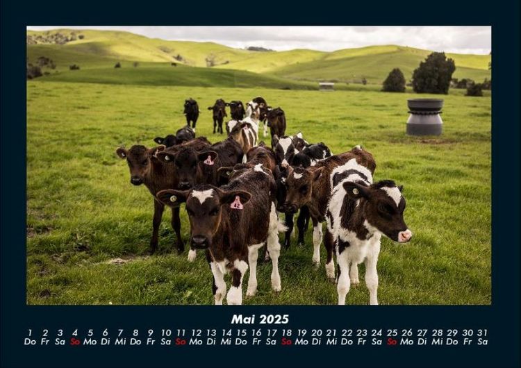 Produktbild: Kuhkalender 2025 Fotokalender DIN A4
