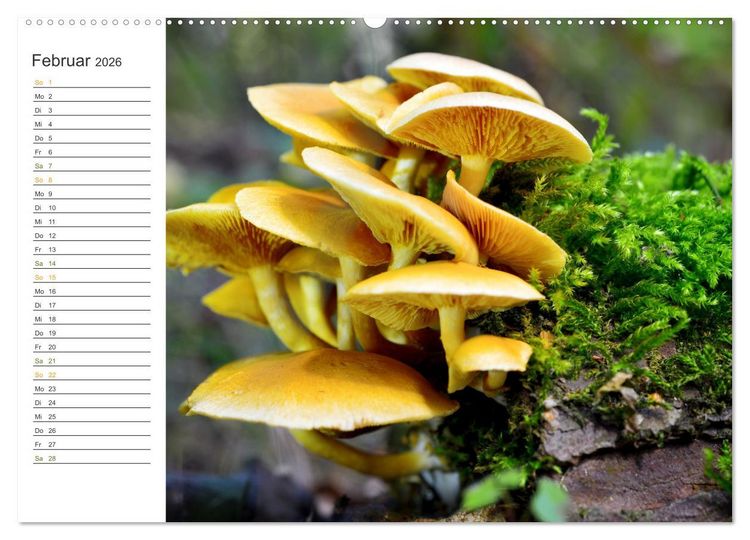Produktbild: Schwammerl Egerlinge Pilze (Wandkalender 2026 DIN A2 quer), CALVENDO Monatskalender