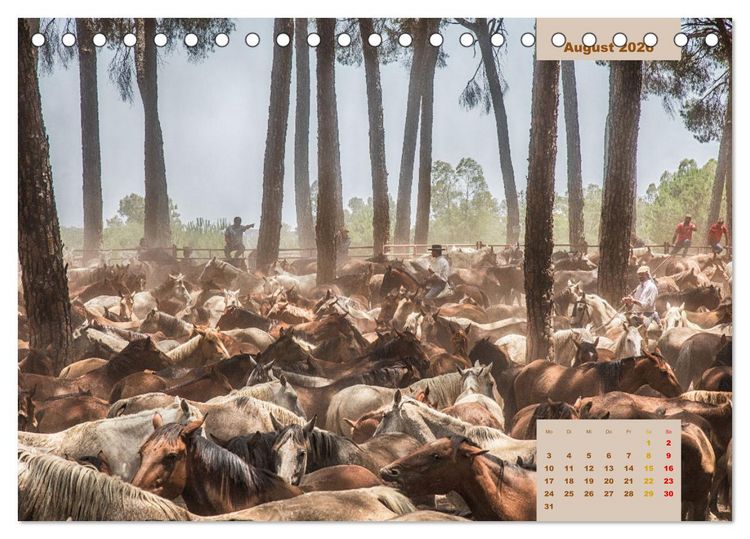 Produktbild: Pferde - Andalusiens wilder Westen (Tischkalender 2026 DIN A5 quer), CALVENDO Monatskalender