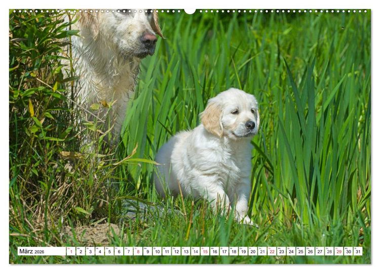 Produktbild: Goldige Herzensbrecher - Golden Retriever Welpen (hochwertiger Premium Wandkalender 2026 DIN A2 quer), Kunstdruck in Hochglanz