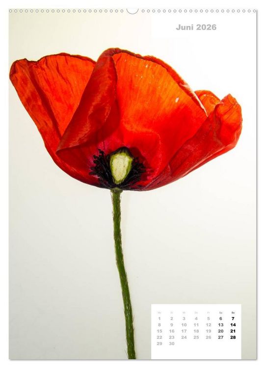 Produktbild: Schnittblumen 2026 (Wandkalender 2026 DIN A2 hoch), CALVENDO Monatskalender