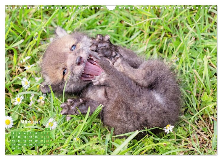 Produktbild: Der Fuchs: Kluger J&auml;ger (Wandkalender 2026 DIN A3 quer), CALVENDO Monatskalender