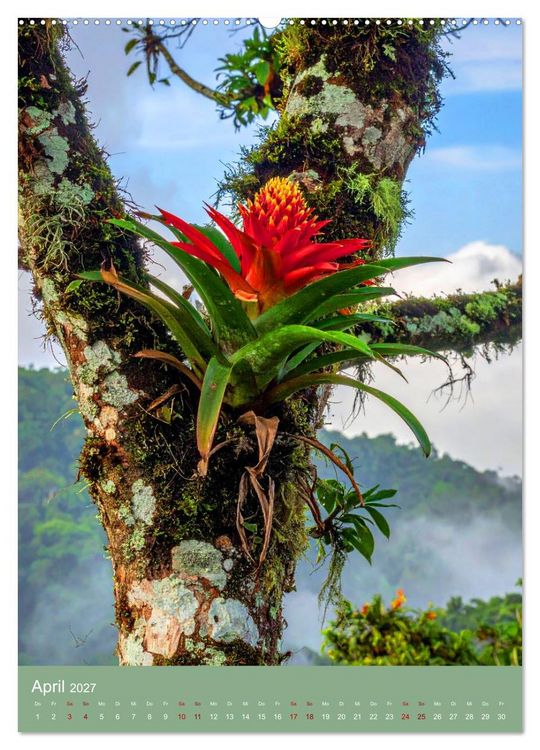 Produktbild: Bromelienzauber (hochwertiger Premium Wandkalender 2027 DIN A2 hoch), Kunstdruck in Hochglanz