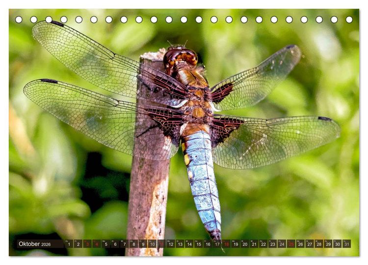 Produktbild: INSEKTEN - Makrofotografie in freier Natur (Tischkalender 2026 DIN A5 quer), CALVENDO Monatskalender