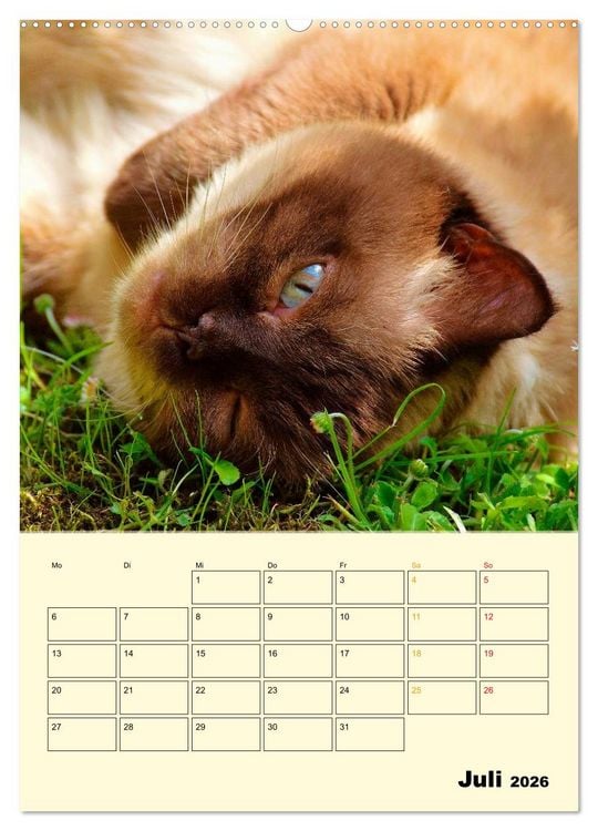 Produktbild: K&auml;tzchen - Theater (Wandkalender 2026 DIN A2 hoch), CALVENDO Monatskalender