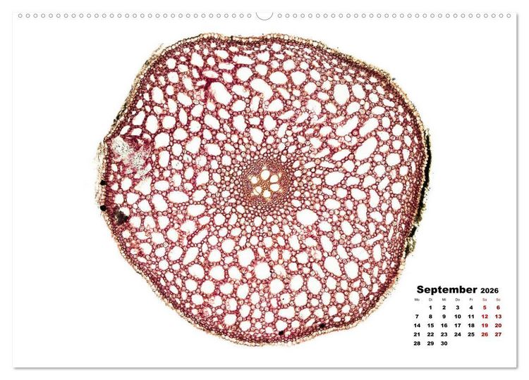 Produktbild: Pflanzen unter dem Mikroskop (hochwertiger Premium Wandkalender 2026 DIN A2 quer), Kunstdruck in Hochglanz