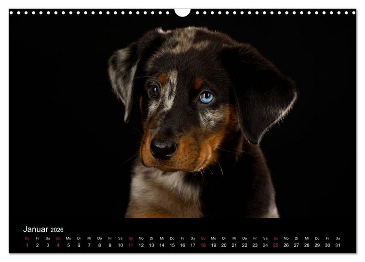 Produktbild: Dogs (Wandkalender 2026 DIN A3 quer), CALVENDO Monatskalender