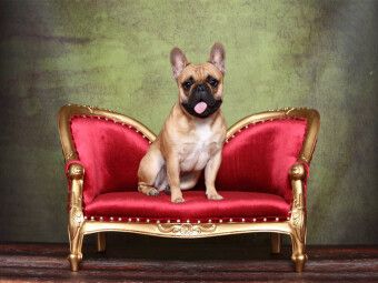 Produktbild: CALVENDO Puzzle Franz&ouml;sische Bulldogge / French Bulldog | 1000 Teile Lege-Gr&ouml;&szlig;e 64x48cm Foto-Puzzle f&uuml;r gl&uuml;ckliche Stunden