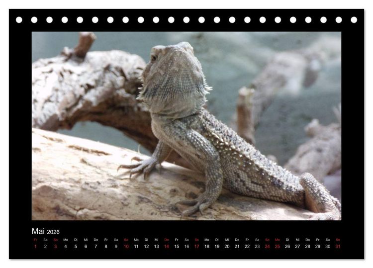 Produktbild: Faszinierende Reptilien (Tischkalender 2026 DIN A5 quer), CALVENDO Monatskalender