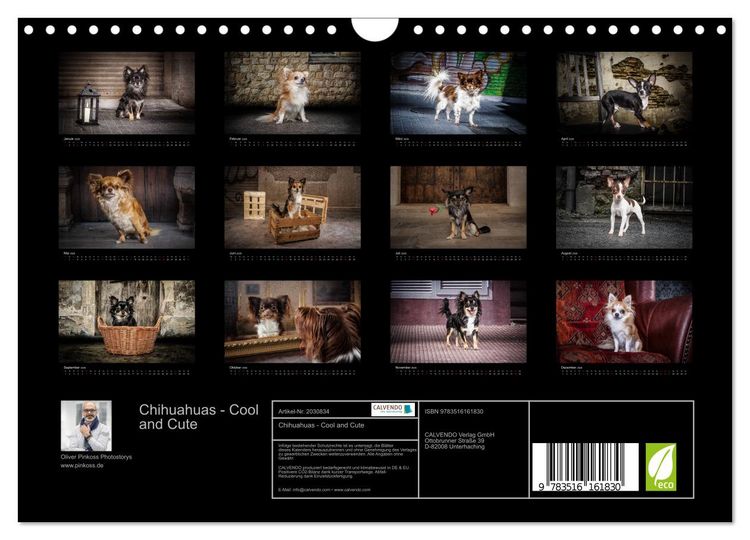 Produktbild: Chihuahuas - Cool and Cute (Wandkalender 2026 DIN A4 quer), CALVENDO Monatskalender