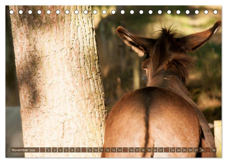 Produktbild: Liebenswerte Langohren - Die Sch&ouml;nheit der Esel (Tischkalender 2026 DIN A5 quer), CALVENDO Monatskalender