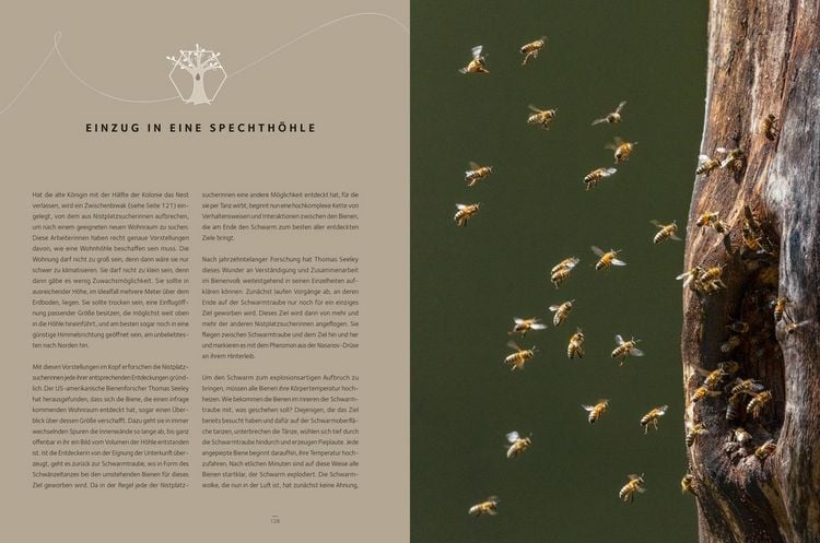 Produktbild: Honigbienen - Geheimnisvolle Waldbewohner