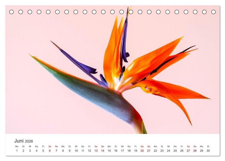 Produktbild: Die magische Welt der Blumen (Tischkalender 2026 DIN A5 quer), CALVENDO Monatskalender