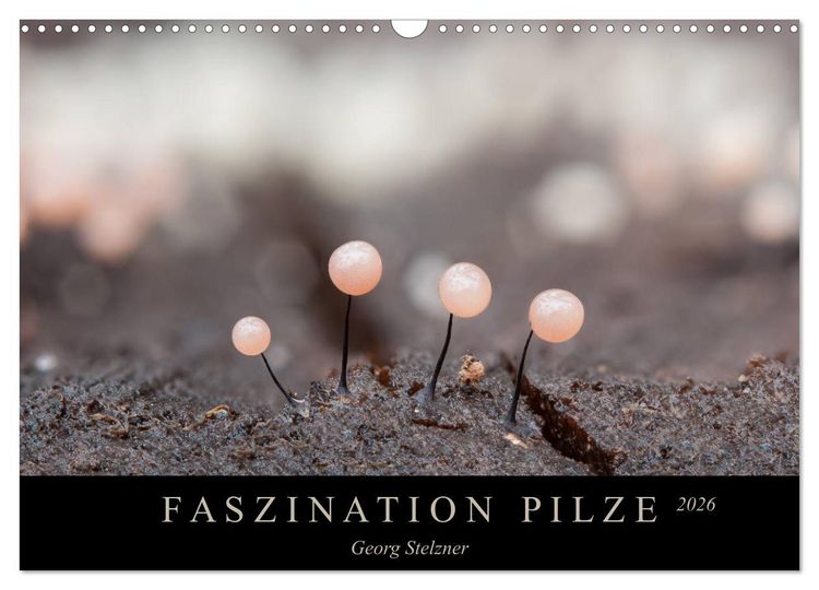 Produktbild: FASZINATION PILZE 2026 (Wandkalender 2026 DIN A3 quer), CALVENDO Monatskalender