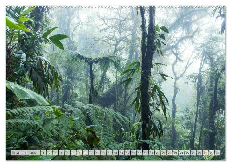 Produktbild: W&auml;lder der Welt (hochwertiger Premium Wandkalender 2026 DIN A2 quer), Kunstdruck in Hochglanz