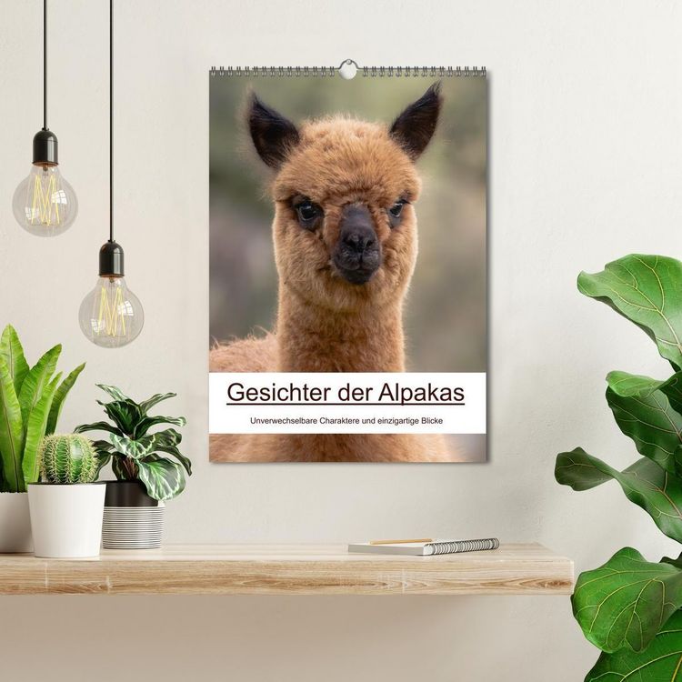 Produktbild: Gesichter der Alpakas - Unverwechselbare Charaktere und einzigartige Blicke (Wandkalender 2026 DIN A3 hoch), CALVENDO Monatskalender